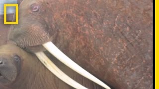 Walruses Swarm Beaches as Ice Melts  National Geographic [upl. by Maia]