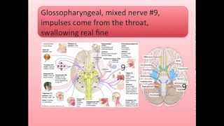 Cranial Nerves Song [upl. by Siletotsira]