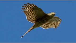 Sparrowhawk Bird Call Bird Song [upl. by Ardnossac52]