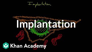 Implantation  Behavior  MCAT  Khan Academy [upl. by Nerita]