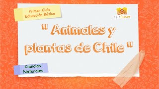 1º BÁSICOCIENCIAS  Animales y plantas de Chile [upl. by Naek91]