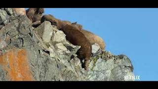 Walruses Falling From Cliff [upl. by Isyak]