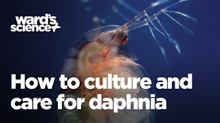 Caring and Culturing for Daphnia [upl. by Arhna]