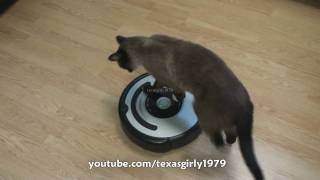 Cat shows HOW TO use iRobot Roomba Vacuum [upl. by Soigroeg]