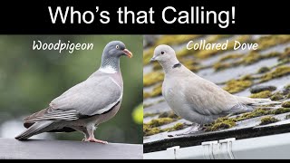 Identifying Woodpigeon and Collared Dove Songs [upl. by Htebazileharas]