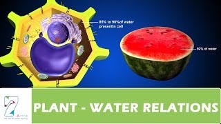 PLANT WATER RELATIONS [upl. by Ahseek471]