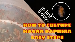 How to Culture Magna Daphnia Easily [upl. by Hsima]