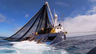 Asombroso barco moderno con las técnicas de pesca mas avanzadas captura de atún en mar abierto [upl. by Glen793]