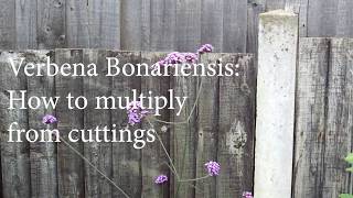 Verbena Bonariensis  How to Multiply From Cuttings [upl. by Ramsey]