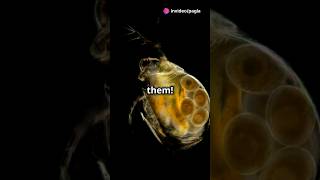 How to culture Daphnia for your Aquarium [upl. by Altheta662]