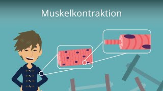 Muskelkontraktion einfach erklärt [upl. by Waddell]