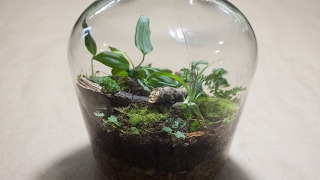 Making a Bottle Terrarium  Closed Terrarium Basics [upl. by Kubis890]