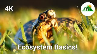 Ecosystems Episode 1 What is an ecosystem [upl. by Rome]