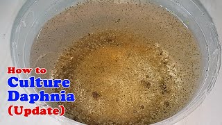 How to Culture Daphnia Update with ZERO Cost  Unlimited Live Food for Our Fish [upl. by Cinomod130]