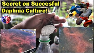 How to Culture Daphnia Successfully [upl. by Ramed]