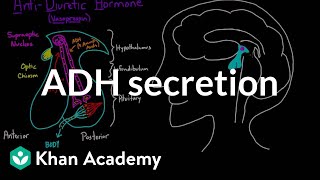 ADH secretion  Renal system physiology  NCLEXRN  Khan Academy [upl. by Nyltak473]