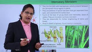 Class10th – Intercalary and lateral Meristem  Anatomy of Flowering Plant  Tutorials Point [upl. by Whatley]