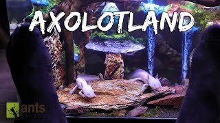 Axolotland  The Cutest Creatures Youve Ever Seen [upl. by Euginomod]