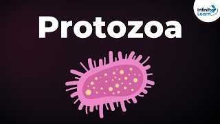 Introduction to Protozoa  Microorganisms  Biology  Dont Memorise [upl. by Nnaecarg]