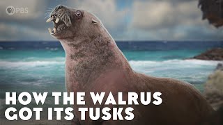 How the Walrus Got Its Tusks [upl. by Leak]