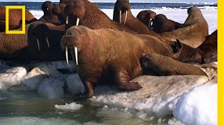 A Walrus Pup’s Swimming Lesson  Animal 24 [upl. by Meadow]