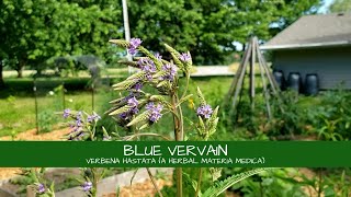 Lets Learn About Blue Vervain Verbena hastata [upl. by Vincenty249]