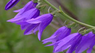 Gardening Tips  How to Grow Bellflower Campanula [upl. by Grace273]