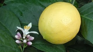 Growing Meyer Lemons in Containers  How to Grow a Lemon Tree [upl. by Ahseka775]