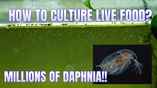 How to Culture Daphnia Secret Method to Breed MILLIONS  Simply Aquatic [upl. by Alfi]