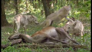 Les Emotions animales  Documentaire animalier [upl. by Idnem]