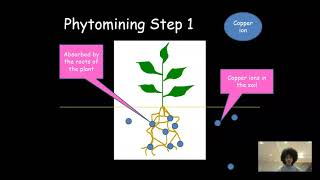 Phytomining and Bioleaching  AQA GCSE Chemistry 41014 [upl. by Lexi]