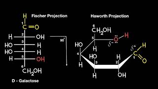 Fischer to Haworth Projection [upl. by Poock]