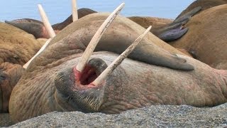 Laziest Walrus Colony Ever HD [upl. by Atinid369]