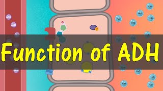 Function of ADH [upl. by Toy]