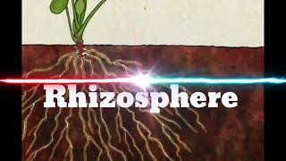 Rhizosphere [upl. by Monroy]