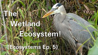 Ecosystems Episode 5 The Wetland Ecosystem 4K [upl. by Danette995]