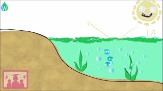 Eutrophication explained  WELS Waterpedia Environmental Learning Series [upl. by Hazelton960]