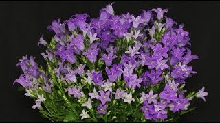 Campanula portenschlagiana  Glockenblume Bellflower [upl. by Anaihs]