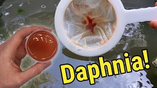 How I Culture Daphnia In Outdoor Tubs [upl. by Aiekram]