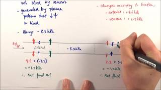 AS Biology  Tissue fluid formation OCR A Chapter 83 [upl. by Zonda]