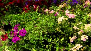 Grow Verbena for flourishing summer flowers [upl. by Justino]