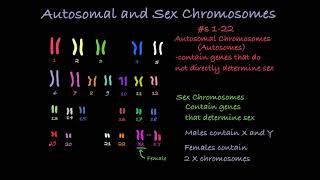 Reading Karyotypes [upl. by Anayad]