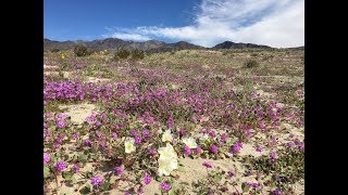 Abronia villosa sand verbena [upl. by Giulietta]