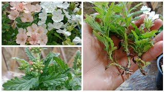 Growing Verbena Flowers How To Grow Verbena Flower From Cuttings [upl. by Ahens]