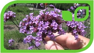 Verbena Bonariensis [upl. by Ahl]