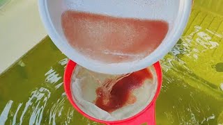 How to culture daphnia  Daphnia culture  How to grow daphnia outdoor [upl. by Zebulon]