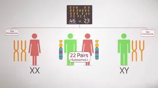 Everything you Need to KnowChromosome Analysis Karyotyping [upl. by Festus]