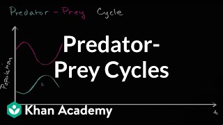 Predator prey cycle  Ecology  Khan Academy [upl. by Barnie]