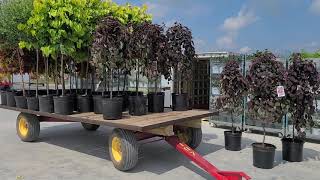 Cercis Ruby Falls Redbud  Small WEEPING Tree GORGEOUS Cascading Purple💥 Foliage amp Pink Flowers🌸 [upl. by Napoleon]