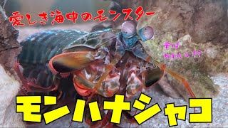 【お魚関連】シャコパンチもするよ！モンハナシャコ徹底紹介（伊勢シーパラダイス） [upl. by Esinert]